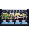 LEDlife hydroponisk växtbricka - Vit, inkl. växtljus, 20 platser, 4x2L vattentank