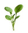 Mikrogreens, Japanska Greens Tatsoi