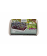 Outlet: Microgreens starterkit - Röd Daikon Röd