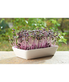 Outlet: Microgreens starterkit - Röd Daikon Röd