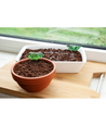 Outlet: Microgreens starterkit - Röd Daikon Röd