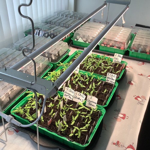 LEDlife Pro-Grow 2.0 Växt set - 2 x 60cm, 20W LED, fullt spektrum (Vitt ljus), IP65