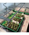 LEDlife Pro-Grow 2.0 Växt set - 2 x 60cm, 20W LED, fullt spektrum (Vitt ljus), IP65